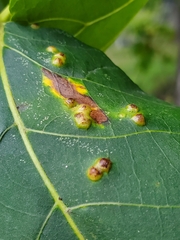 Aceria querci