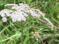 Bunium bulbocastanum