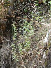 Tagetes zypaquirensis