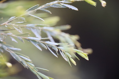 Comesperma pallidum