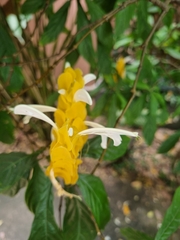 Pachystachys lutea