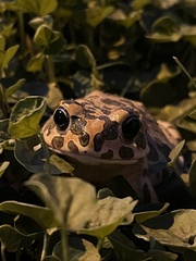 Bufotes viridis sitibundus