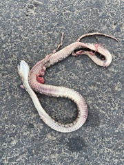 Leptodeira rhombifera