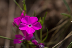 Phlox nana