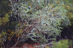 Comesperma pallidum