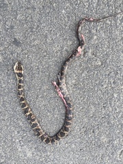 Leptodeira rhombifera