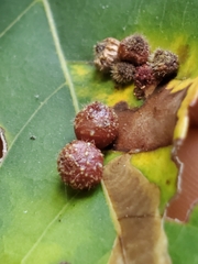 Caryomyia turbanella