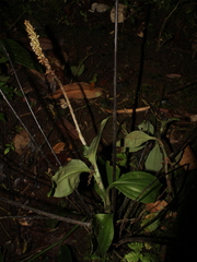 Microchilus