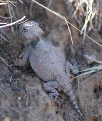 Phrynosoma platyrhinos