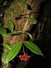 Notopleura pithecobia