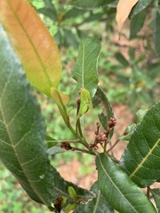 Elaeocarpus reticulatus
