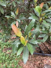 Elaeocarpus reticulatus