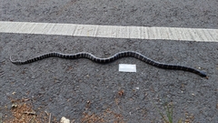 Bungarus multicinctus