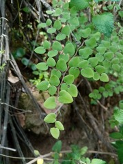 Pellaea cordifolia