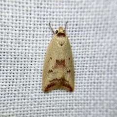 Ageletha elaeodes