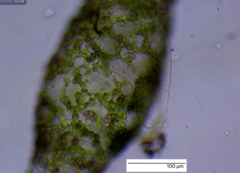 Cladophoraceae