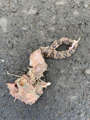 Leptodeira rhombifera