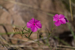 Phlox nana