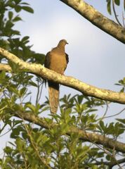 Macropygia phasianella