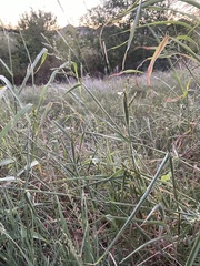 Urochloa