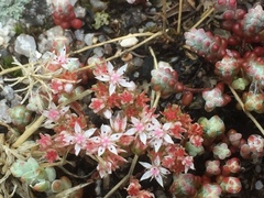 Sedum brevifolium