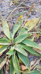 Plantago depressa