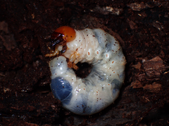 Lucanidae