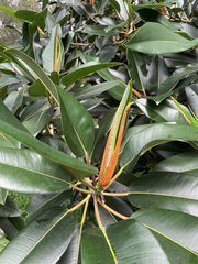 Ficus elastica