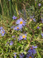 Symphyotrichum puniceum