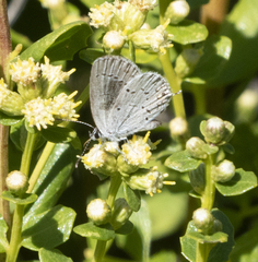 Satyrium sylvinus