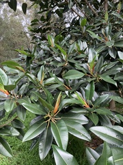 Ficus elastica