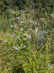 Symphyotrichum puniceum