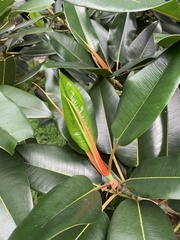 Ficus elastica