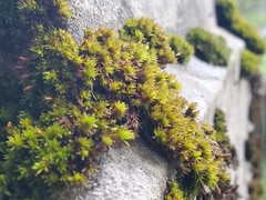 Orthotrichum anomalum