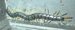 Hemiscolopendra marginata