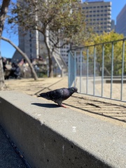 Columba livia domestica