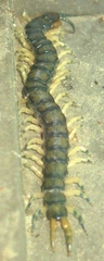 Hemiscolopendra marginata