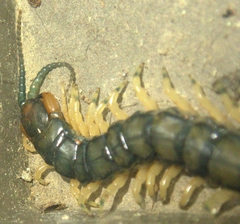Hemiscolopendra marginata