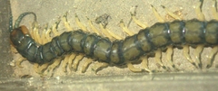 Hemiscolopendra marginata