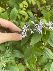 Symphyotrichum drummondii
