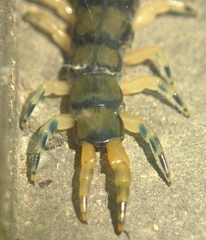 Hemiscolopendra marginata
