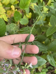 Symphyotrichum drummondii