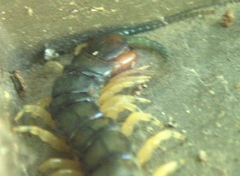 Hemiscolopendra marginata