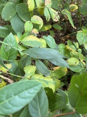Symphyotrichum drummondii