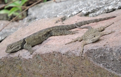 Sceloporus torquatus