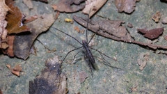 Deinopis