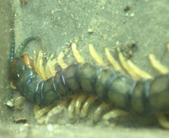 Hemiscolopendra marginata