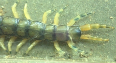 Hemiscolopendra marginata