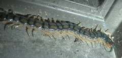 Hemiscolopendra marginata