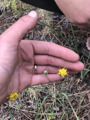 Hymenopappus filifolius